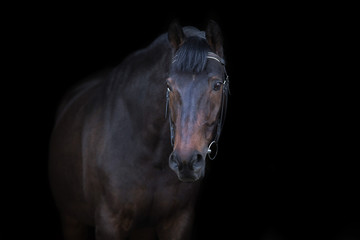 Fototapeta na wymiar Bay horse portrait on black background