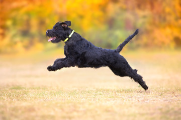  Giant Schnauzer  play with toy in yellow and orange fall leaves