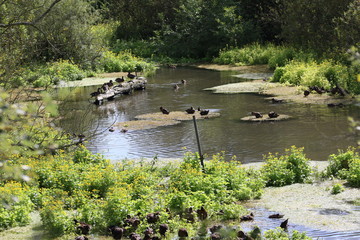 Fototapeta na wymiar Duck pond