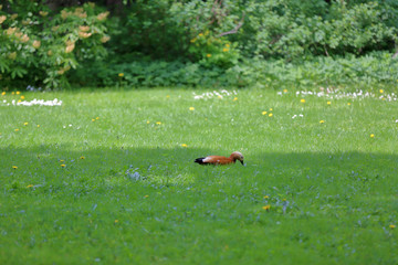 Brown-white adult female duck on a green lawn
