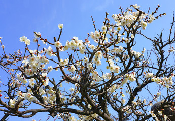 White flowers of the Japanese apricot prunus ume tree
