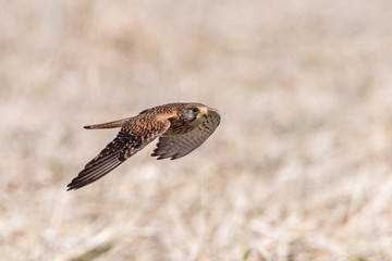 Kestrel