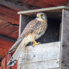 Kestrel