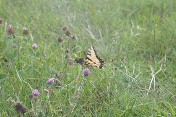 little butterfly in the grass