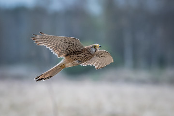Kestrel