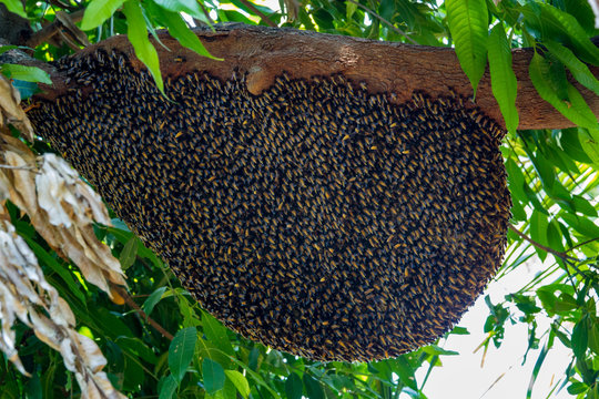 Big Bee hive honeycomb on branch of tree in natur