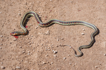 Victims of the Road - Run-Over Snake 