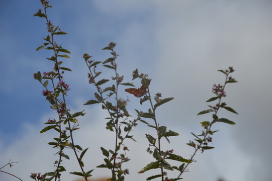 Borboleta nas folhas