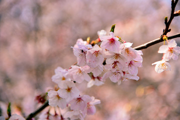 【神奈川】横須賀の桜