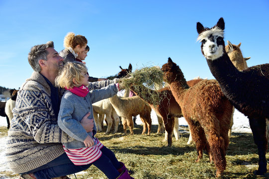 Family feeding alpacas with hay on a field in winter
