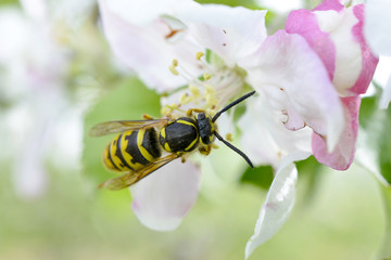 wasp on a quince flower in spring