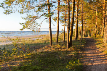 Beach trees at the balticsea