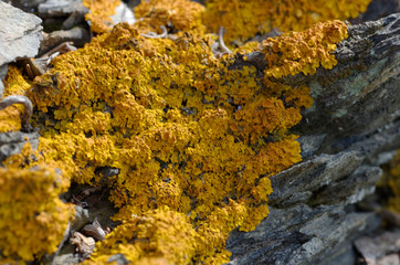 lichen jaune