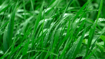 Fototapeta na wymiar Green fresh grass in the drops of dew texture