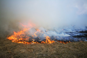 Wild fire spreading through the field of grass very fast burning everything on its way and lefts much smoke