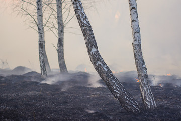 Big forest of birch trees full of smoke and charred and blackened trees after wild fire