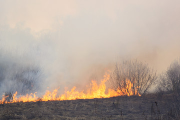 Forest fire spreading through the field of dry grass and bushes