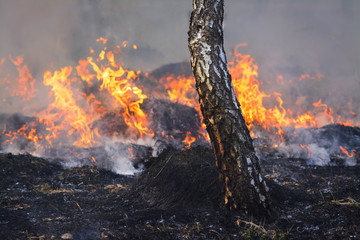 Wild fire burns dry grass behind the birch tree in forest