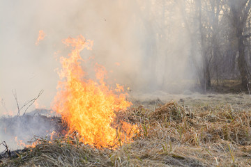 Forest fire spreading through field of dry grass in countryside in spring