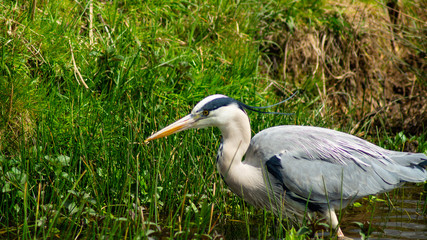 Large Grey Heron, Ardeidae, Single Bird Close Up, eyeline low angle view, searcing for food on riverbank