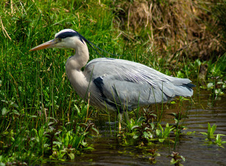Large Grey Heron, Ardeidae, Single Bird Close Up, eyeline water level low angle view, searching for food on riverbank