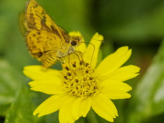 Potanthus ganda Butterfly (The Ganda Dart) feeding on pollen of Sphagneticola trilobata yellow flower with green nature blurred background..