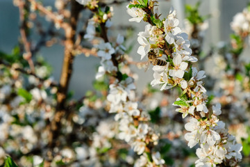Flowering trees in the spring garden. The background of blue sky
