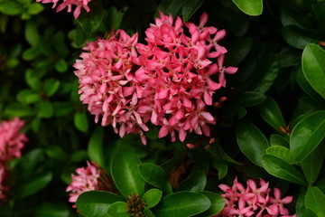 Heart shape ixora