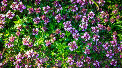 Pflanzen im eigenen Garten im Wachstum