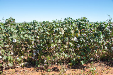 Fototapeta na wymiar rows of potato plants