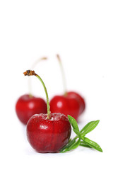 cerises sur fond blanc