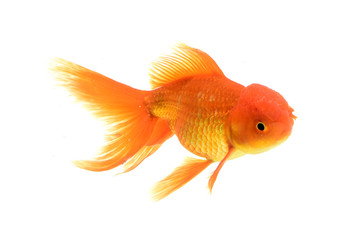 Fototapeta premium Goldfish carassius auratus white background