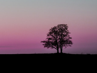 Fototapeta na wymiar Alone tree on meadow at sunset