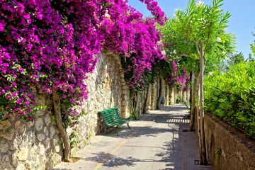 Poster Lebendige lila Blumen säumen einen Gehweg mit Bank auf der wunderschönen Insel Capri, Italien © Jenifoto