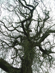 tree