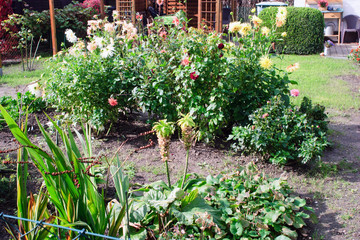 flowers in greenhouse