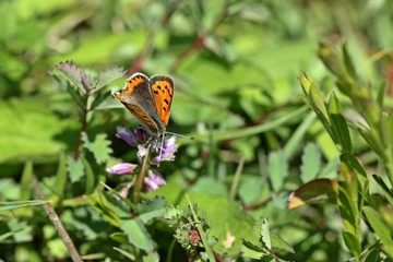 Kleiner Feuerfalter (Lycaena phlaeas) auf Kreuzblume
