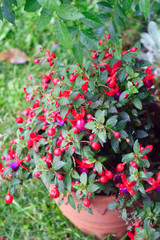 red flowers in the garden