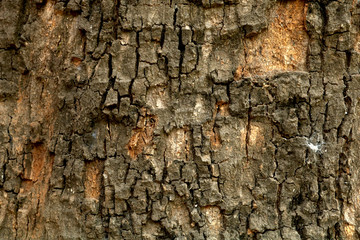 tree wood texture 