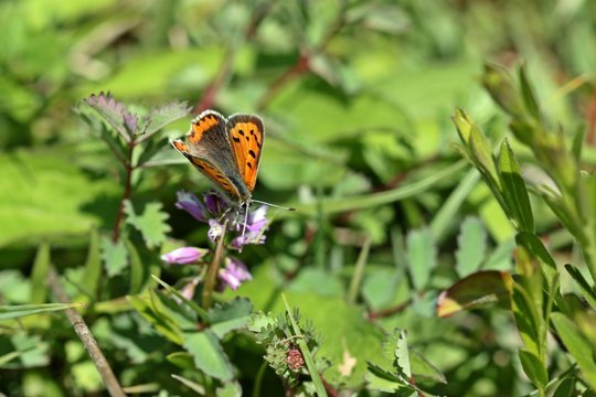 Kleiner Feuerfalter (Lycaena phlaeas) auf Kreuzblume