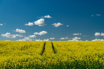 Obraz premium Flowering field of bright yellow rapeseed or colza