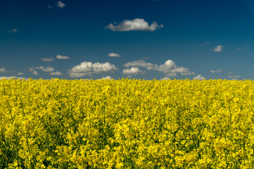 Obraz premium Flowering field of bright yellow rapeseed or colza