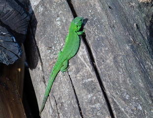 lizard on a log