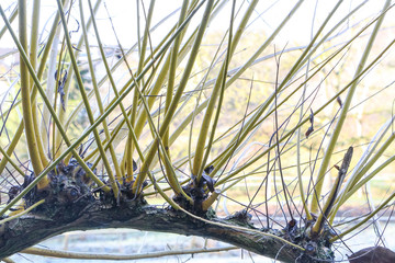 Austrieb der Kopfweide im Frühling, Salix viminalis