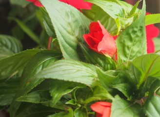 Red flower buds of the balsam. Flowering plants.