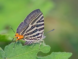 Club Silverline or Spindasis syama terana with black stripes tail orange resting on green leaf with green nature blurred background.