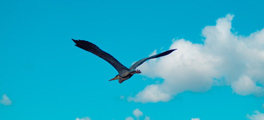Large Grey Heron, Ardeidae, Single Bird in flight with open wings