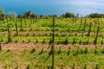Fototapeta na wymiar Vineyard at the top of the hill with vines growing in rows, at the beginning of spring on the Ligurian Sea coast, in Cinque Terre, Italy.