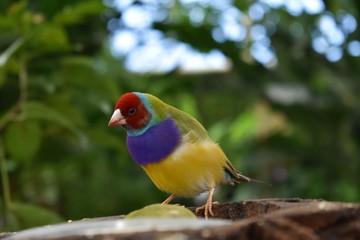 beautiful birds of paradise