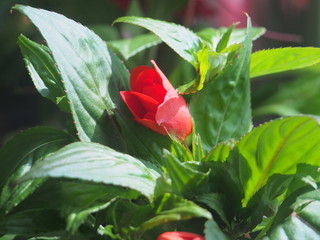 Red flower buds of the balsam. Flowering plants.